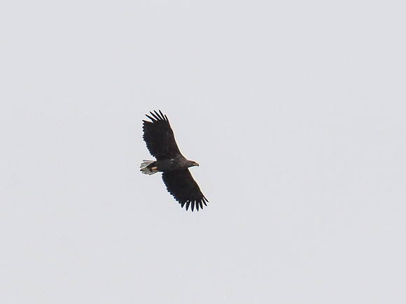 Eagles