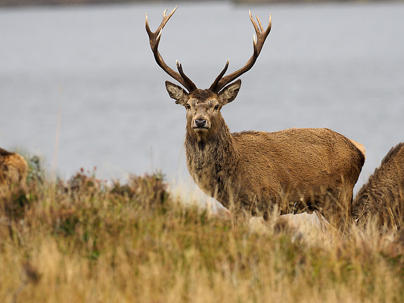 Red Deer Stag