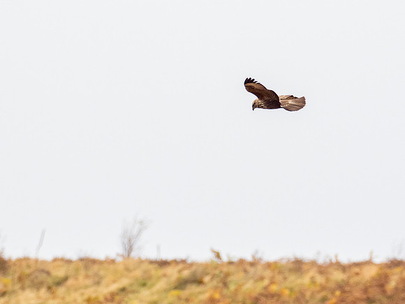 Common Birds
