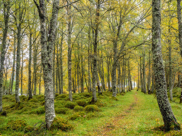 The Path Ahead