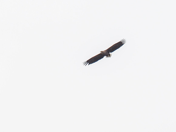 Eagles