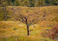 Autumn Birch