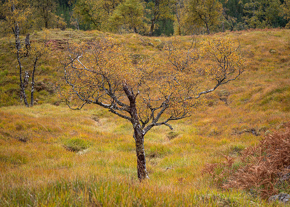 Autumn Birch