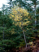 Glen Coiltie