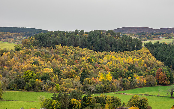 Balmacaan Wood and Craigmony