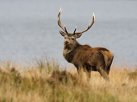 Red Deer Stag