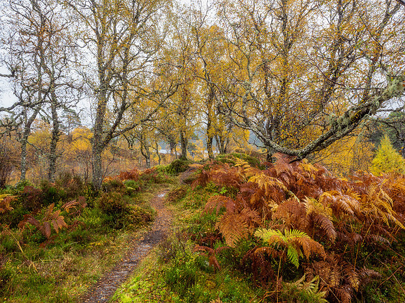 Autumnal Affric