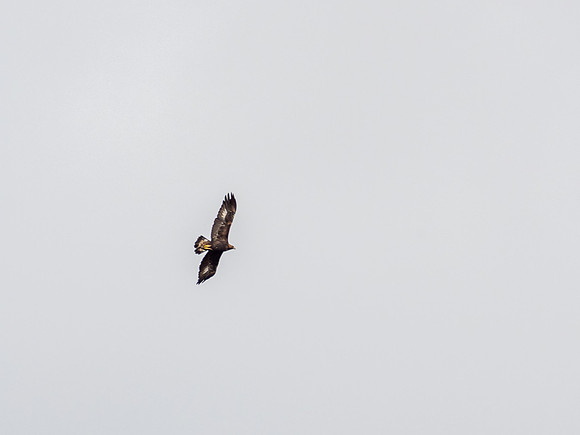Golden Eagle