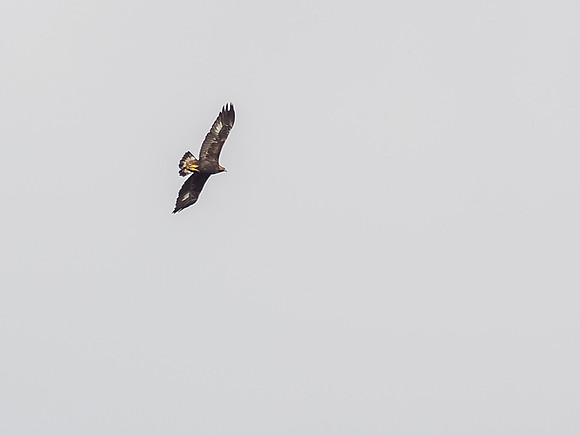 Golden Eagle