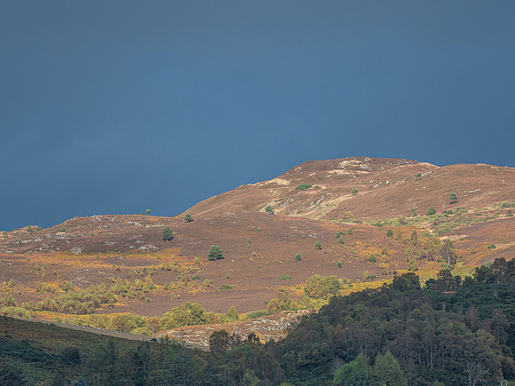 20201007-Balmacaan Wood-EM522670