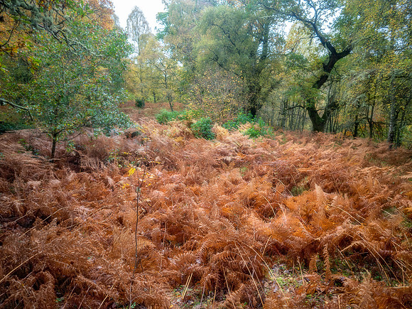 20201027-Balmacaan Wood-EM522678-Edit