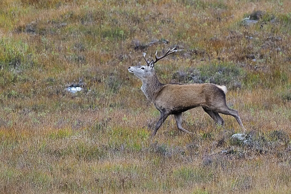 Red Deer
