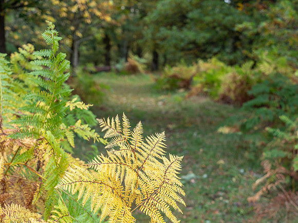 Woodland Walk