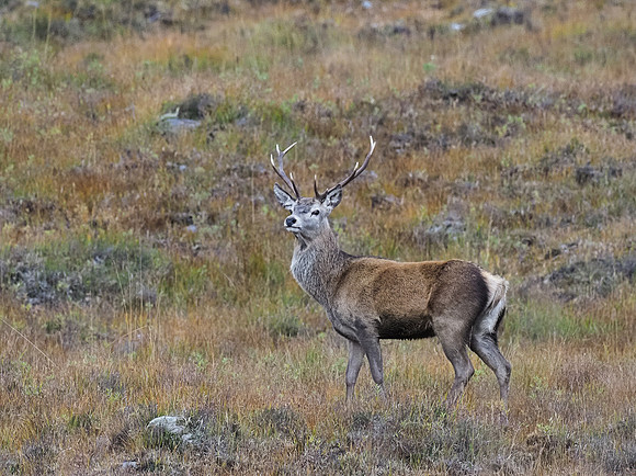 Red Deer