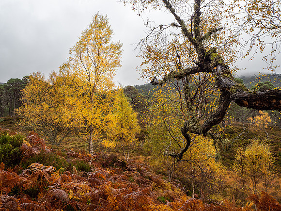 Colourful Birch Trees