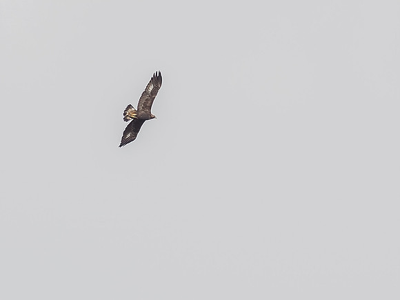 Golden Eagle