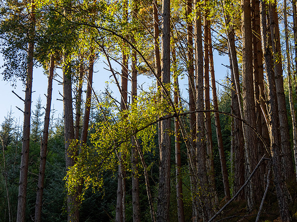 Glen Coiltie