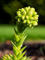 Succulent Flower