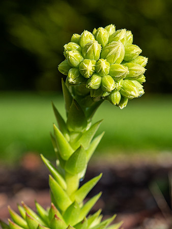 Succulent Flower