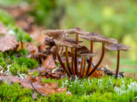 20201014-Fungi-EM122360-Edit
