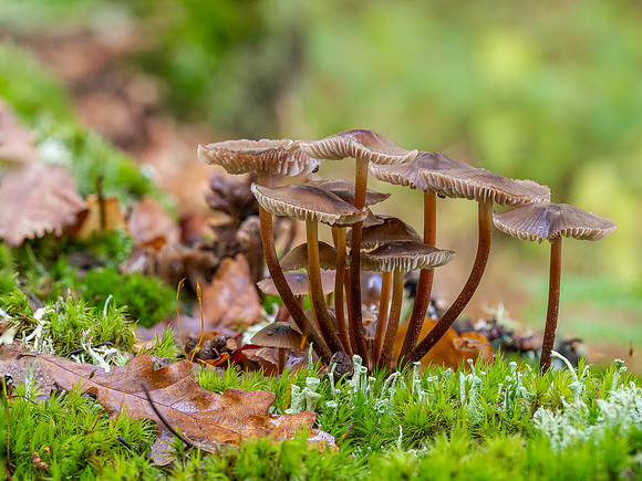 20201014-Fungi-EM122360-Edit