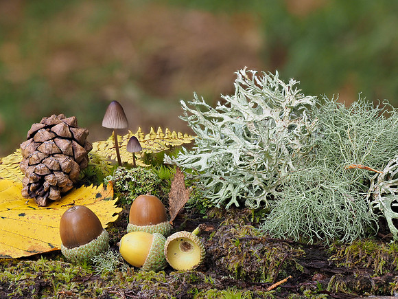 Still Life