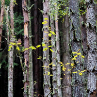 Glen Coiltie