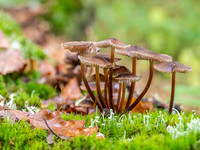 20201014-Fungi-EM122369-Edit