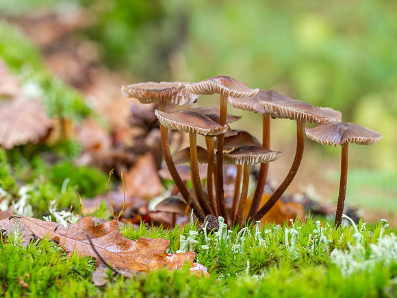 20201014-Fungi-EM122369-Edit