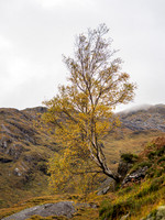 Rock Tree
