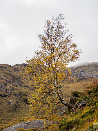 Rock Tree