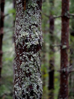 Glen Coiltie