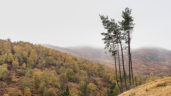Misty Autumnal Walk