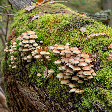 Woodland Walk