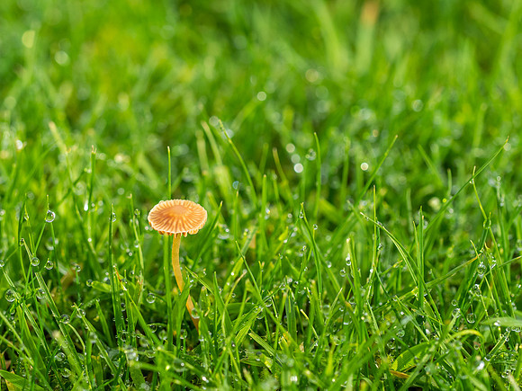 Wet Lawn