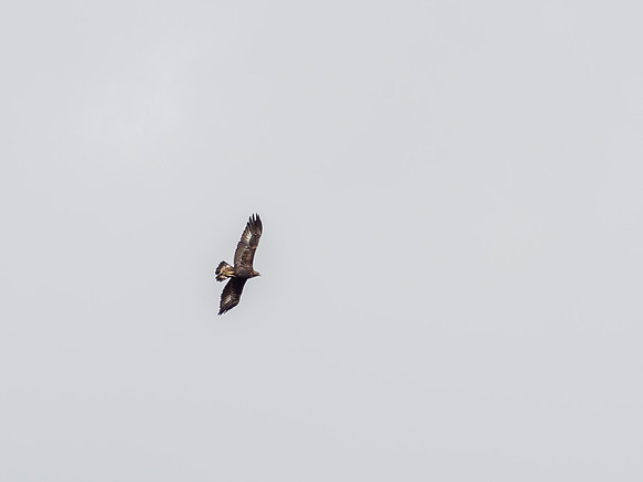 Golden Eagle
