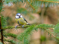 Blue Tit (Cyanistes caeruleus)