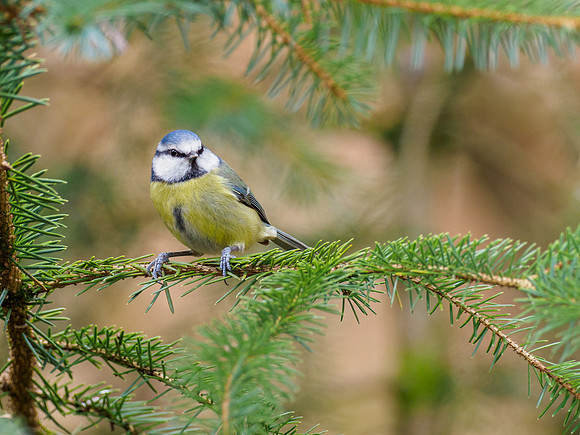 Blue Tit (Cyanistes caeruleus)