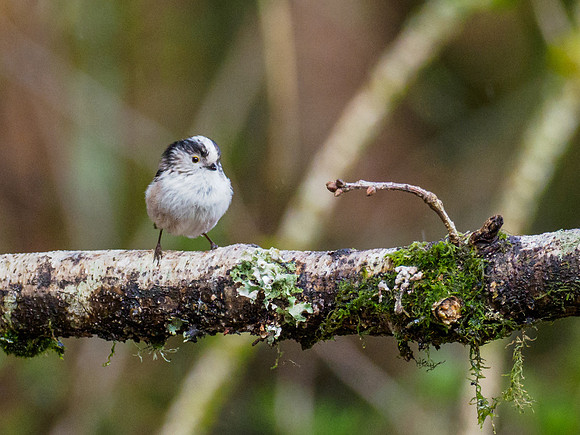 Long-tailed Tit (Aegithalos caudatus)