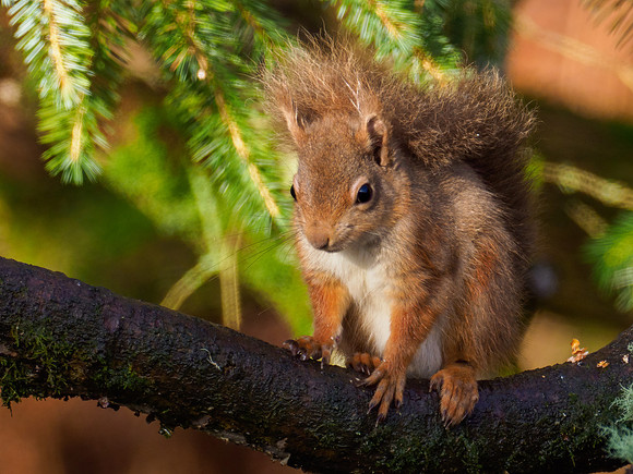 Red Squirrel (Sciurus vulgaris)