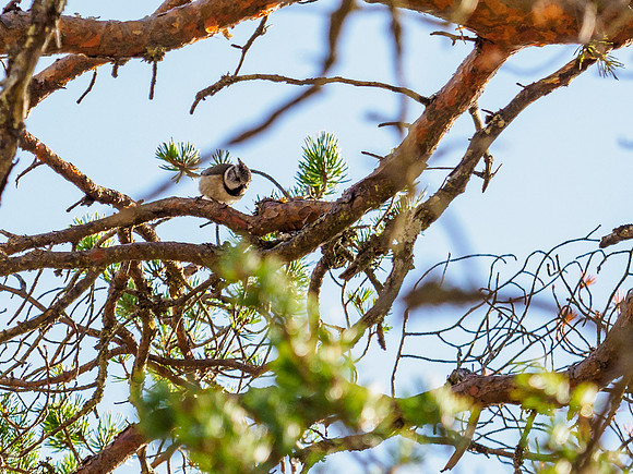Crested Tit (Lophophanes cristatus)