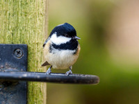 Coal Tit (Periparus ater)
