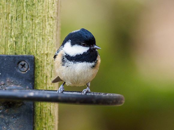 Coal Tit (Periparus ater)