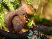 Red Squirrel (Sciurus vulgaris)