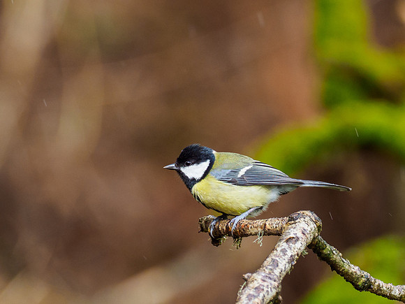 Great Tit (Parus major)