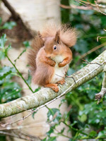 Red Squirrel (Sciurus vulgaris)