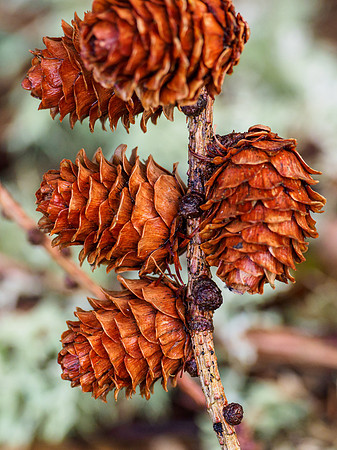 Larch Cones