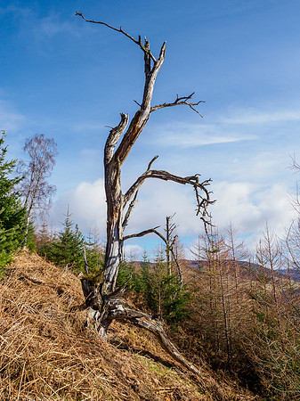 20210327-Balmacaan-EM129291