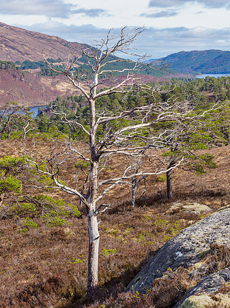 Still Standing