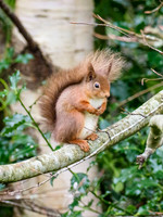 Red Squirrel (Sciurus vulgaris)